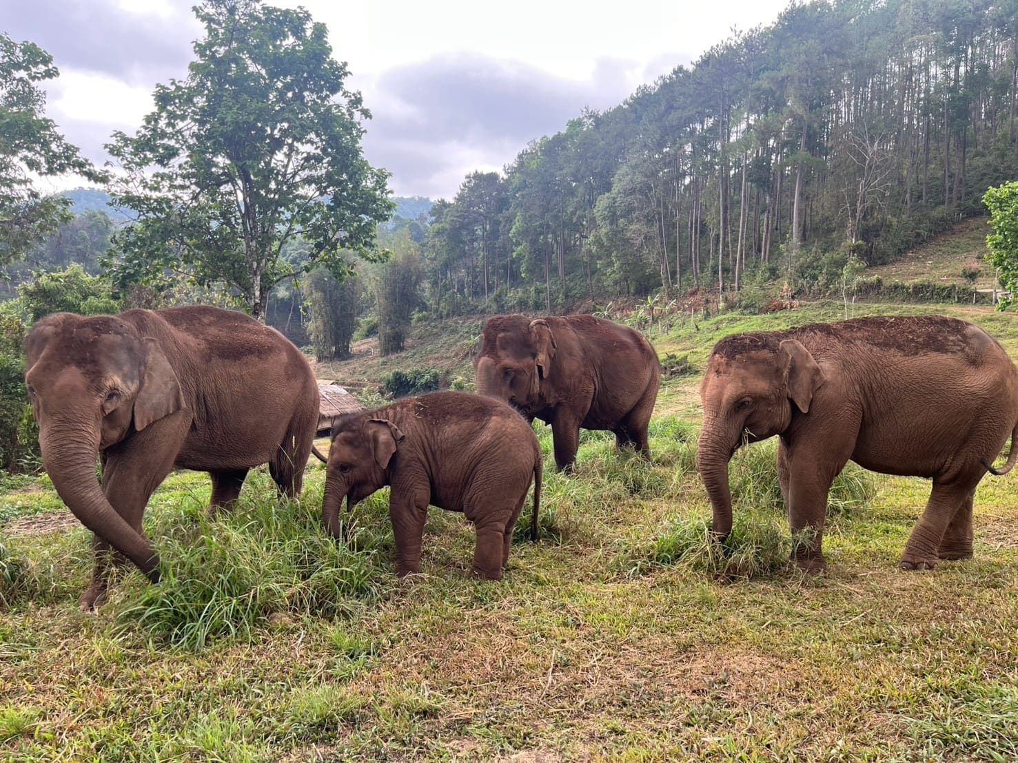 Four elephants, including a calf, grazing together on cut grass in an open field