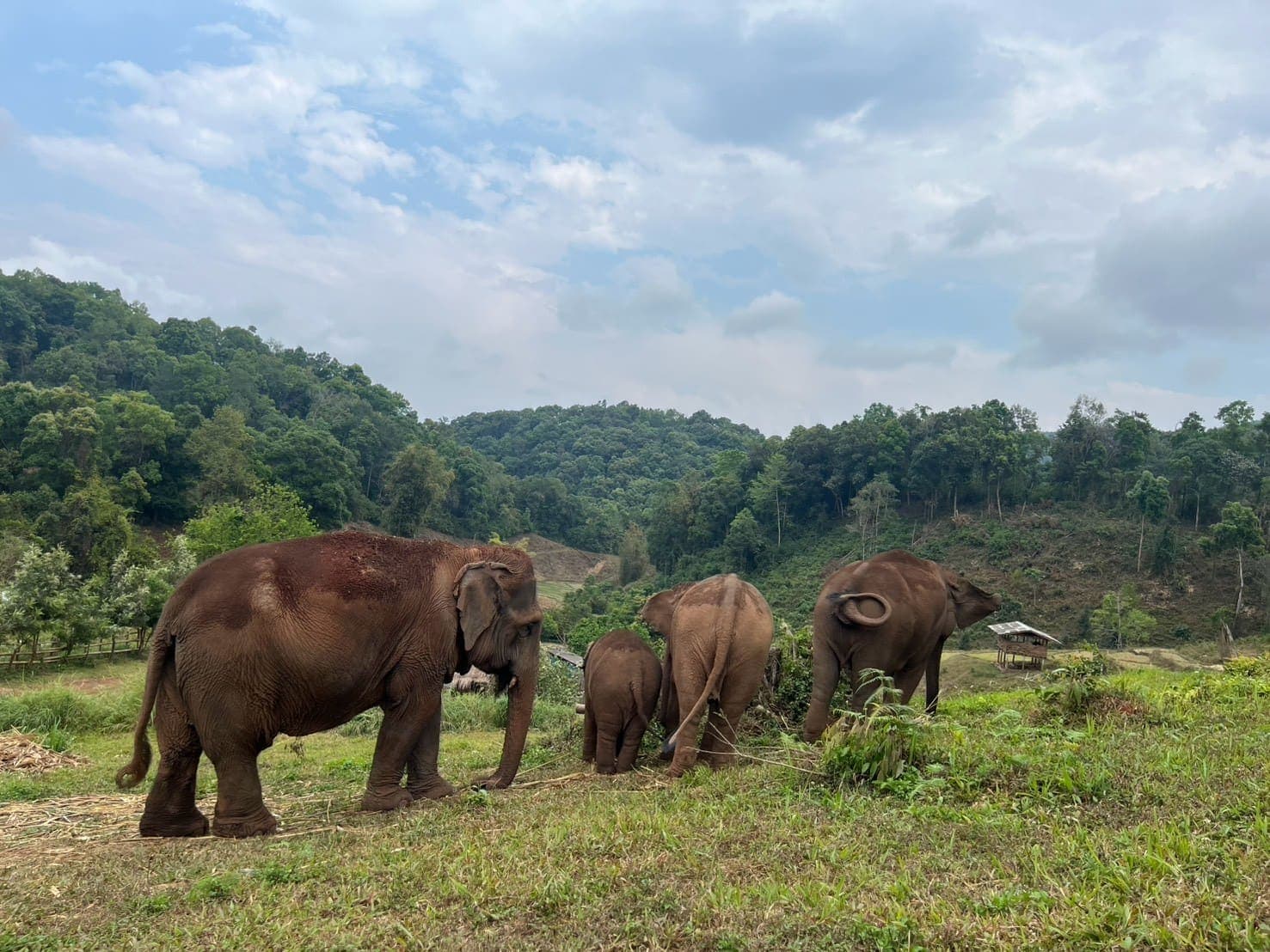 A herd of four elephants feeding on tall grass on an open hillside above the valley