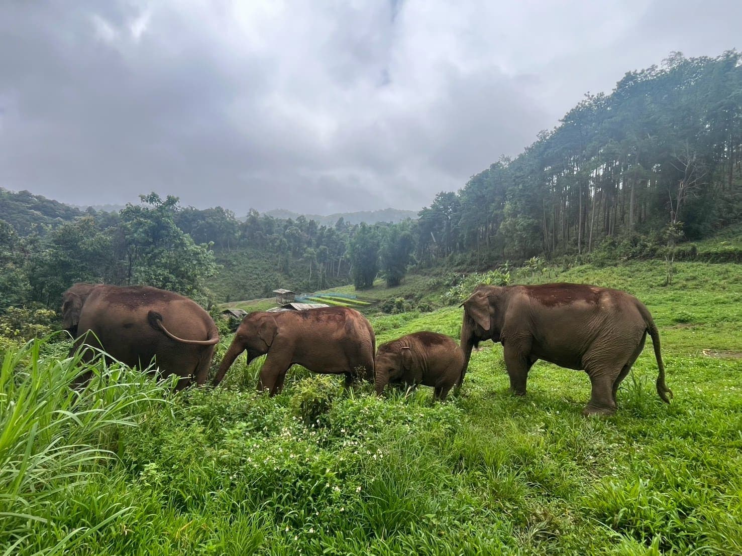 Four elephants grazing freely on a green hillside at the sanctuary, forested valley behind them