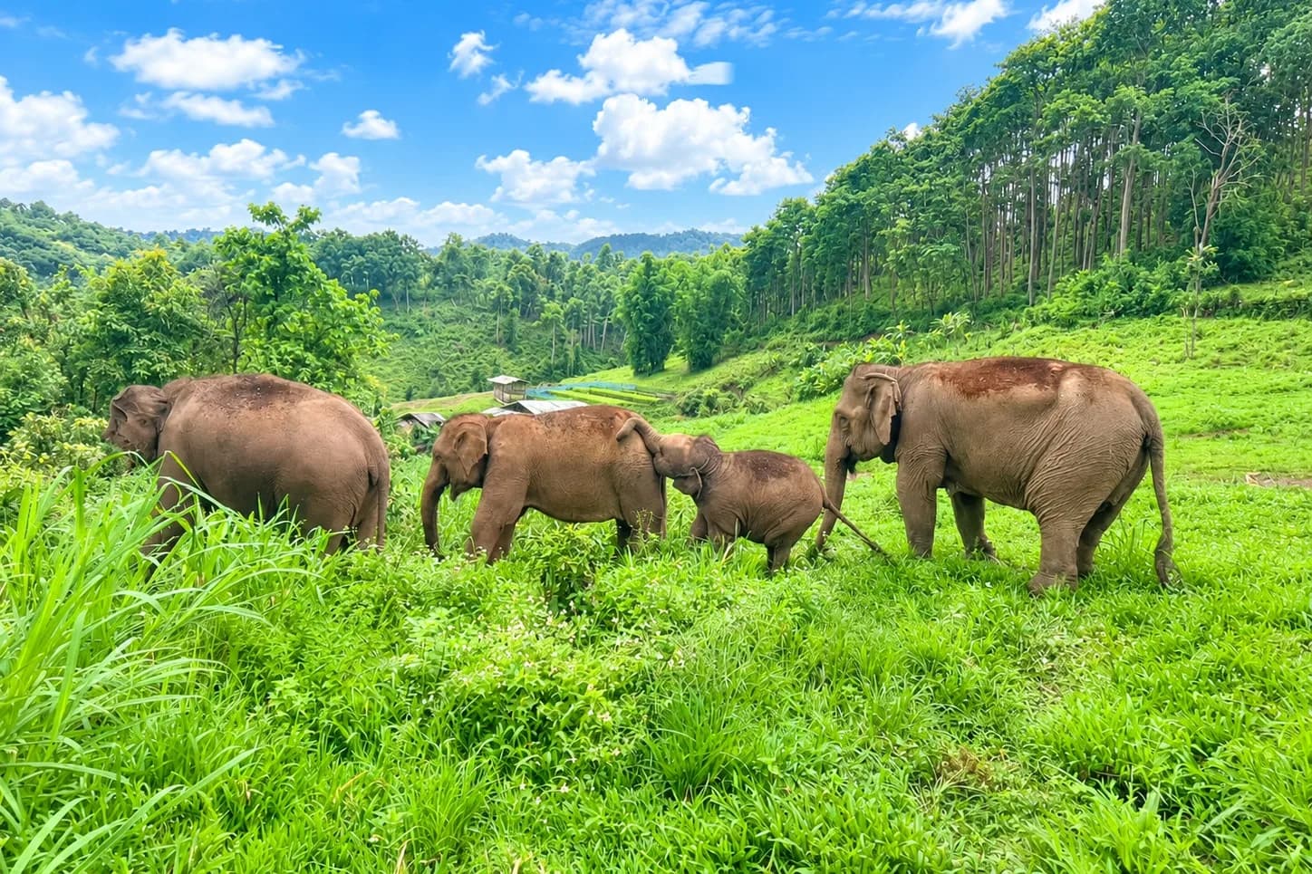Four elephants grazing freely on a green hillside at the sanctuary, forested valley behind them