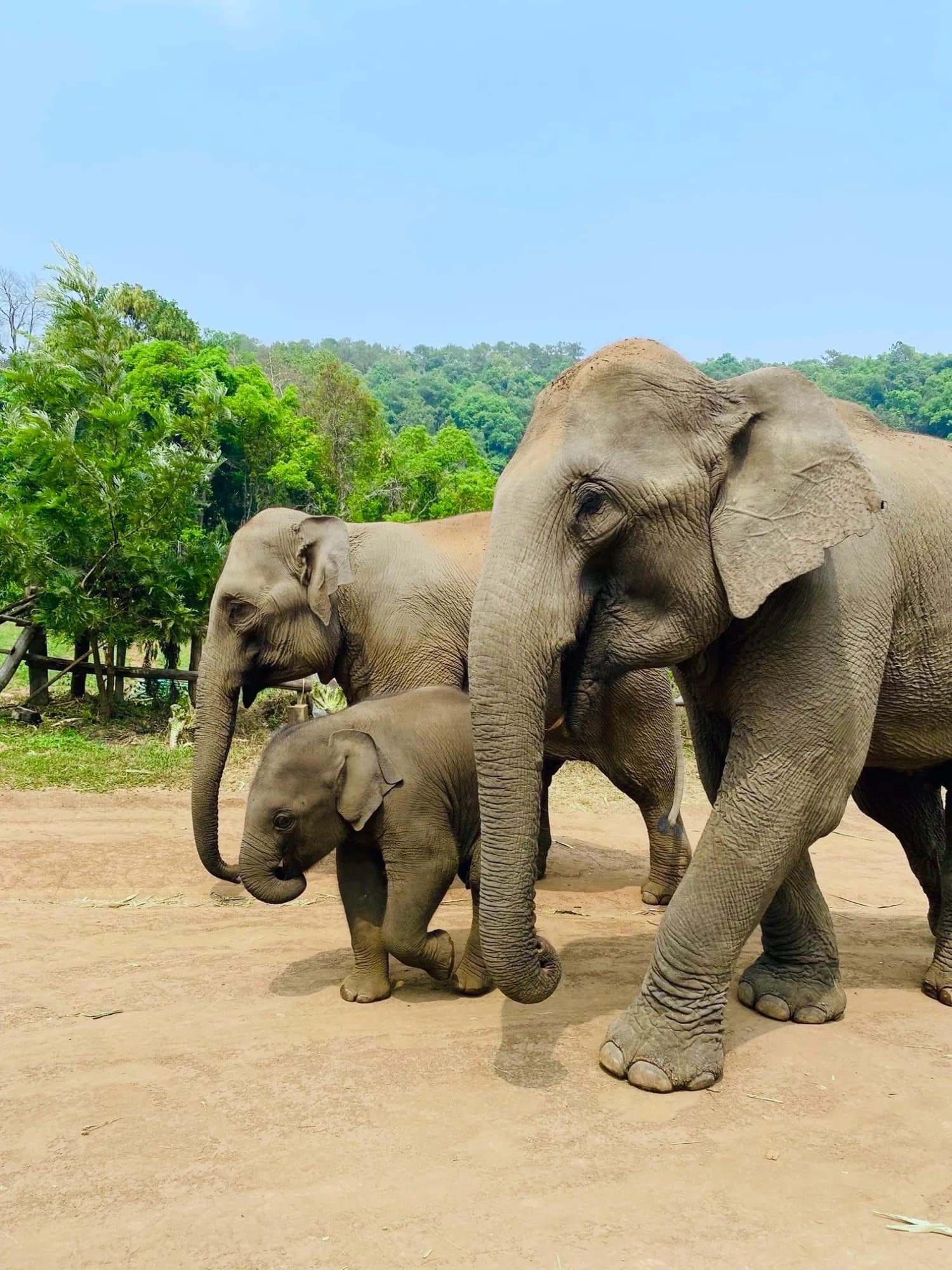 Guests walking single file along a trail beside an elephant that is grazing freely — nobody is riding